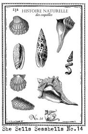 Shells Stamp small